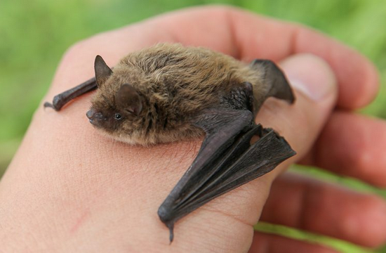 chauve-souris